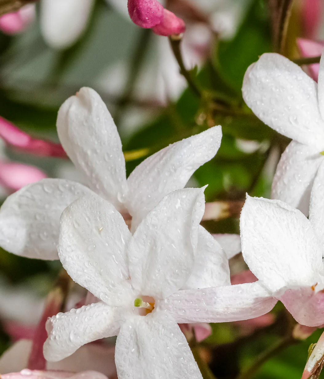 The Smell of Spring Pura