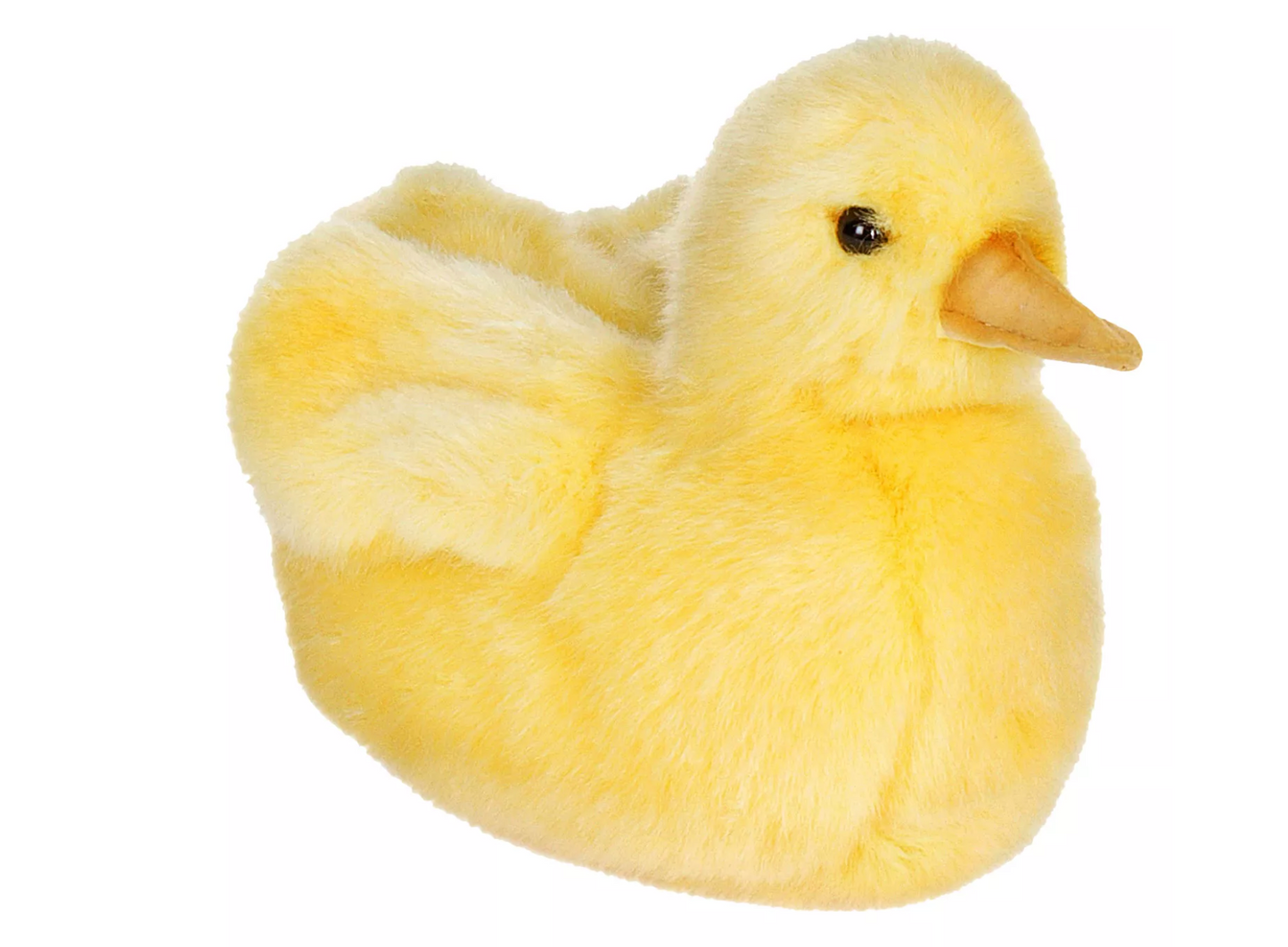 Wild Duck Chick