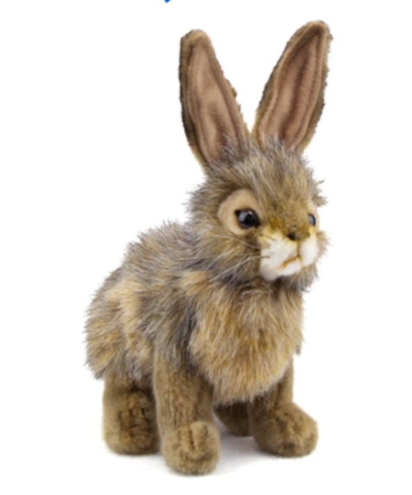 Jack Rabbit