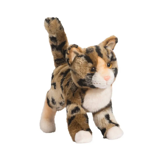 Tashette Bengal Cat
