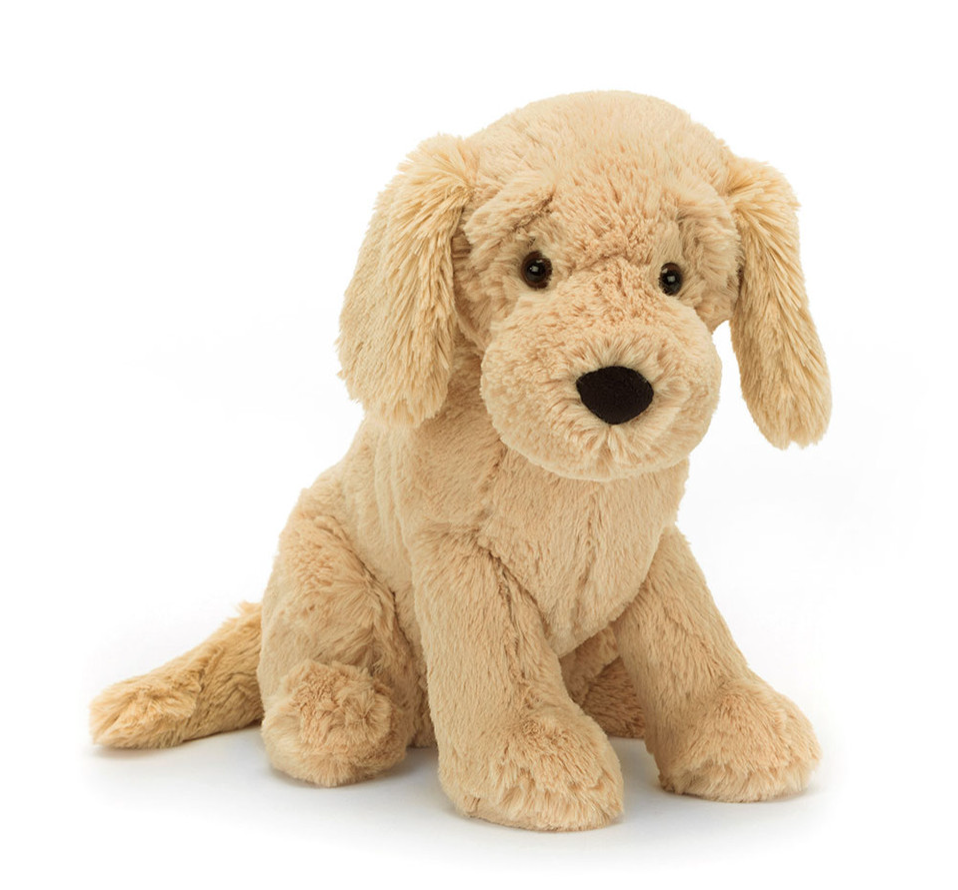 Tilly Golden Retriever
