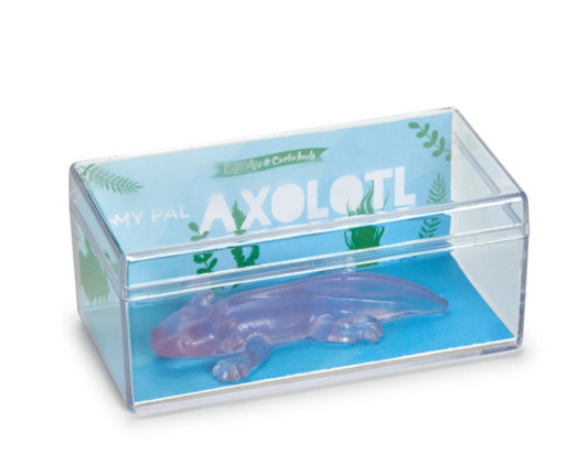 Axolotl