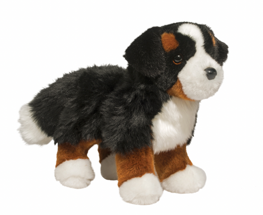 Stevie Bernese Mountain Dog