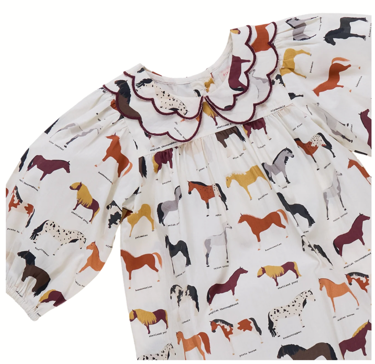 Darcy Jumper - Horse Breeds