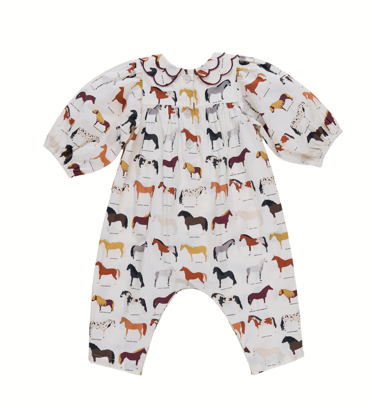 Darcy Jumper - Horse Breeds